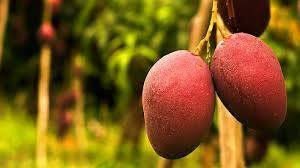 totapuri red small mango